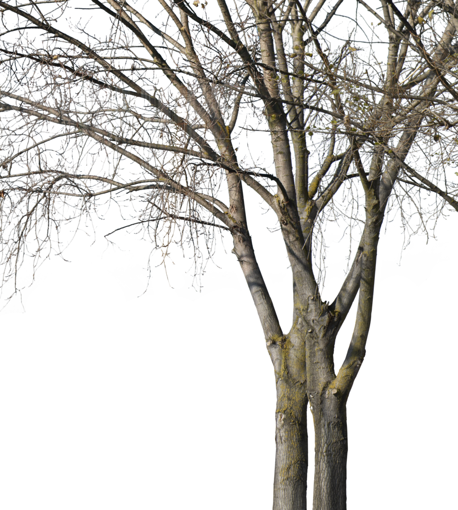 Deciduous Trees Group Winter Ii - Wood (920x1024), Png Download
