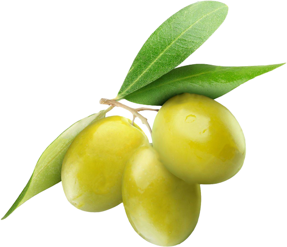 Yeşil Zeytin Png (600x548), Png Download