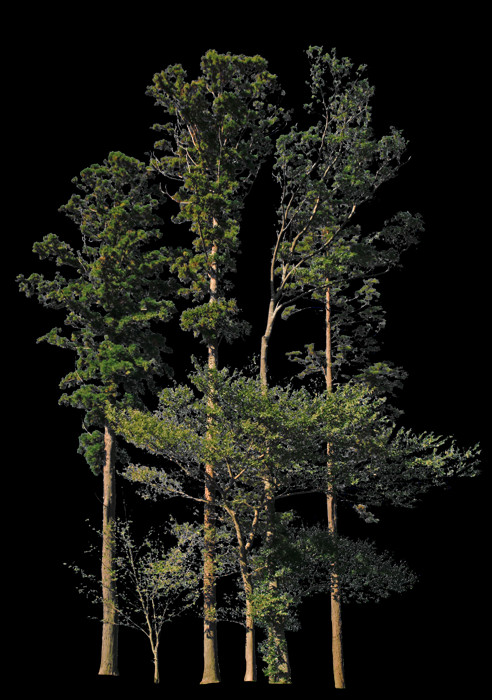 Shortleaf Black Spruce (492x700), Png Download