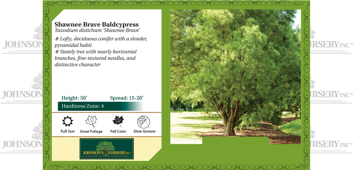 Shawnee Brave Baldcypress Taxodium Distichum Mickelson - Taxodium Distichum Mickelson (1240x589), Png Download