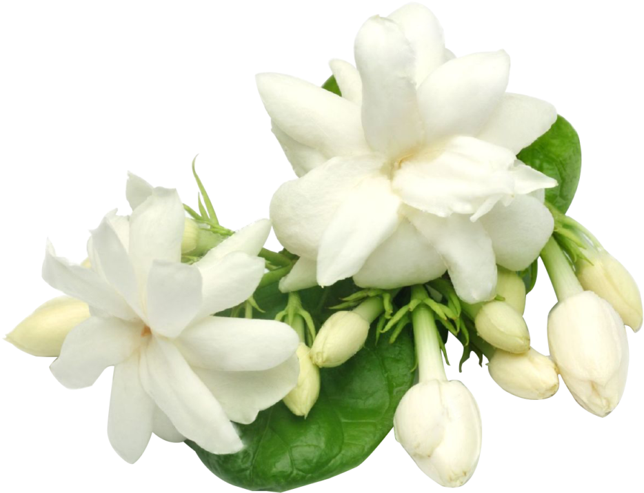 Jasmine Flower In Thailand (1024x803), Png Download