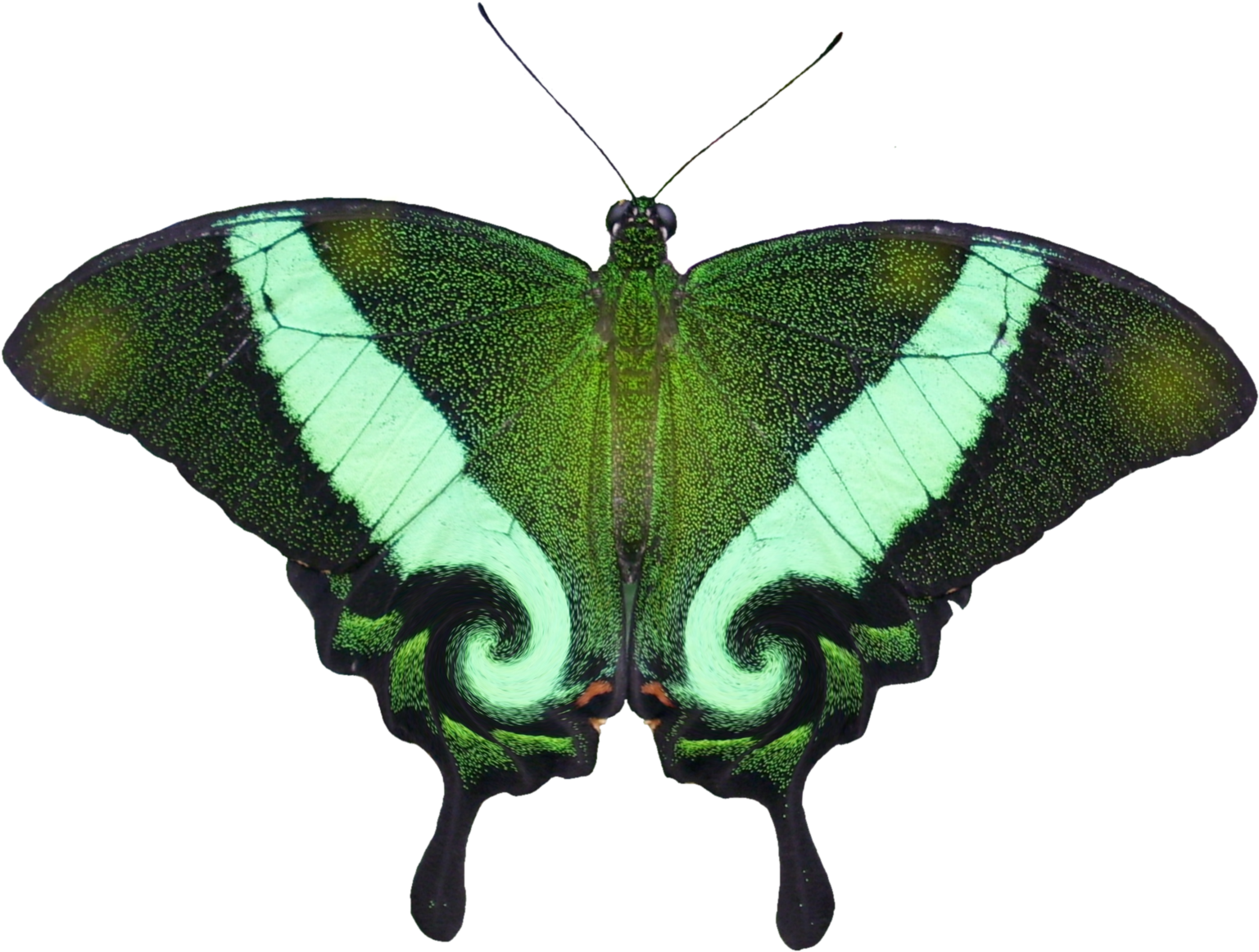Butterfly Eastern Tiger Swallowtail Insect Papilio - Papilio Machaon (1600x1256), Png Download