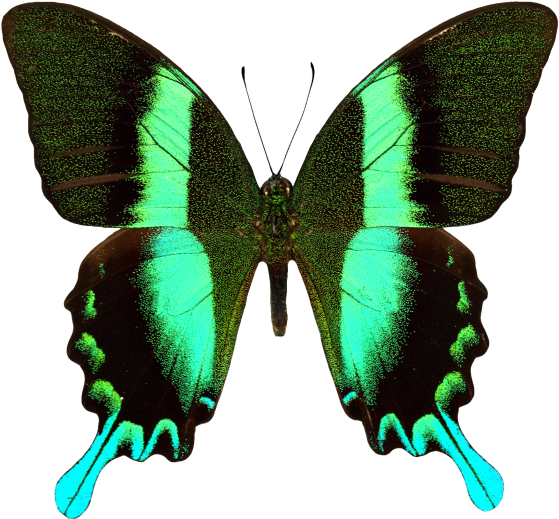 Butterfly - Papilio Blumei (866x650), Png Download