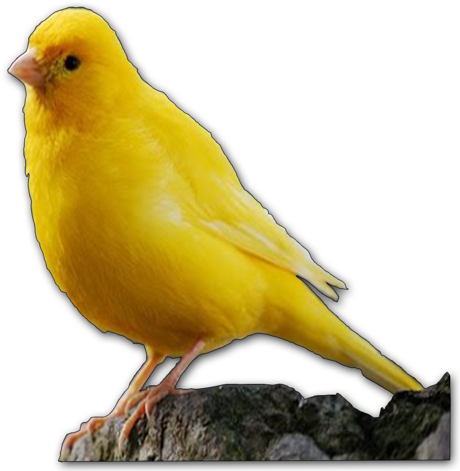 ¿quieres Hacer Algunas Preguntas Sobre Aves - Canary (1280x1280), Png Download