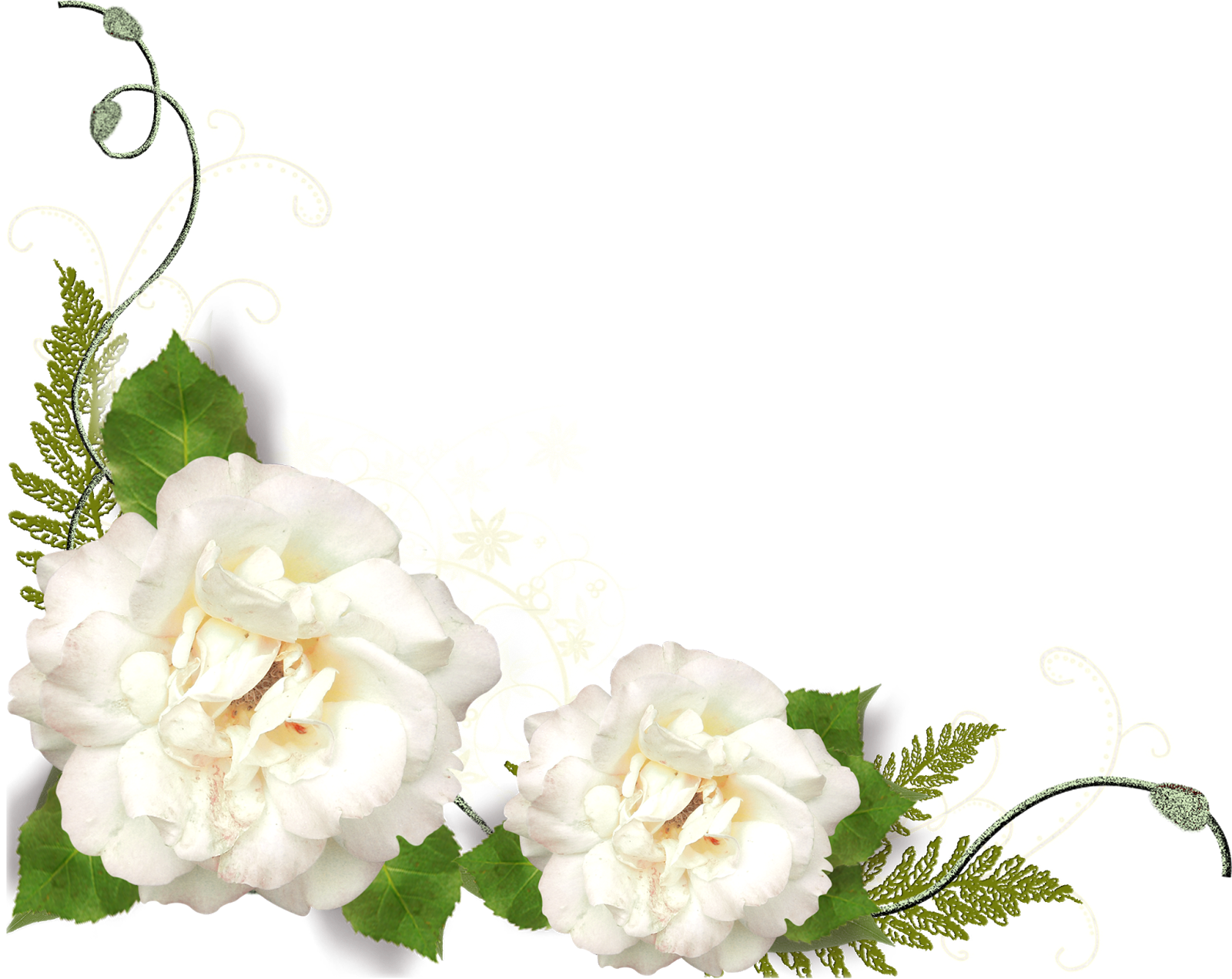Download Gardenia Flowers Png Transparent Image Rose White Corner Png Full Size Png Image Pngkit