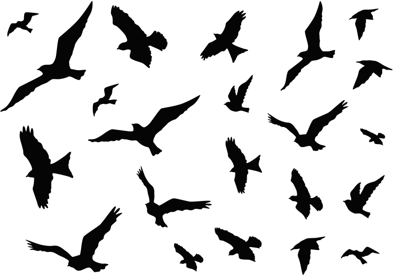 Vinilos Decorativos Stickers Pájaros - Flock (800x561), Png Download