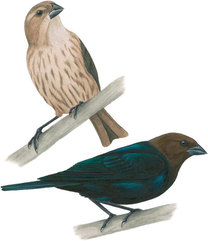 Vaquero De Cabeza Café - El Plumaje De La Golondrina Y El Cuervo (1024x1024), Png Download