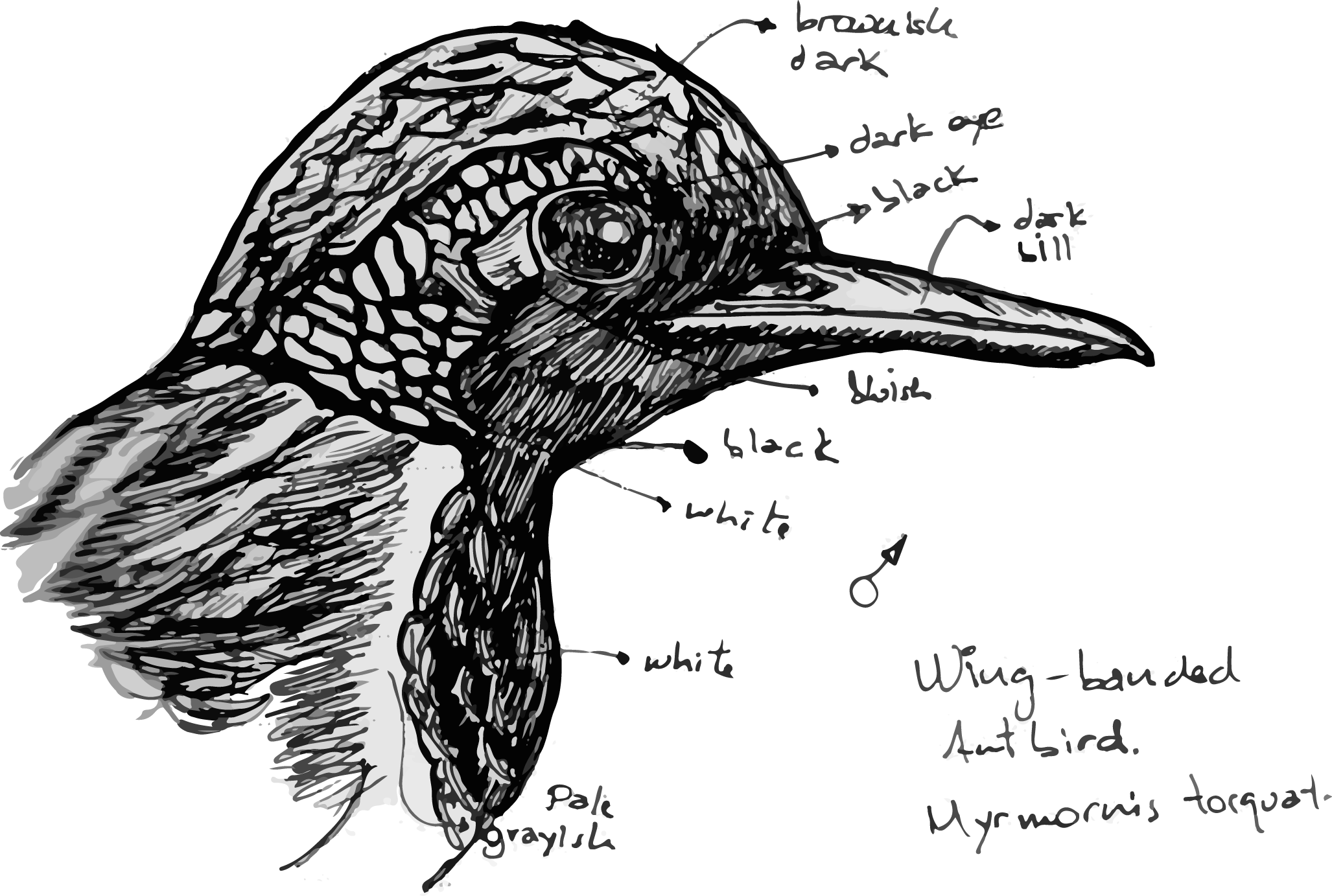 La Amenaza Para Las Aves De América Latina - Sketch (2055x1383), Png Download