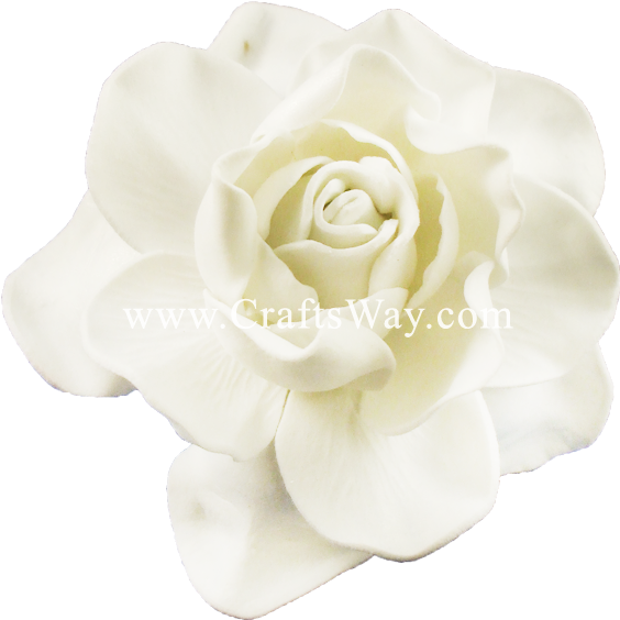 Fsh606 Gardenia Type E - Garden Roses (600x600), Png Download
