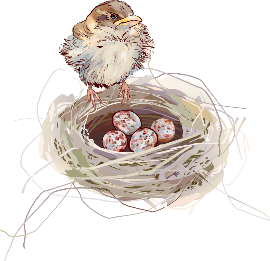 Nest Background - Nido Con Pajaritos Png (902x871), Png Download