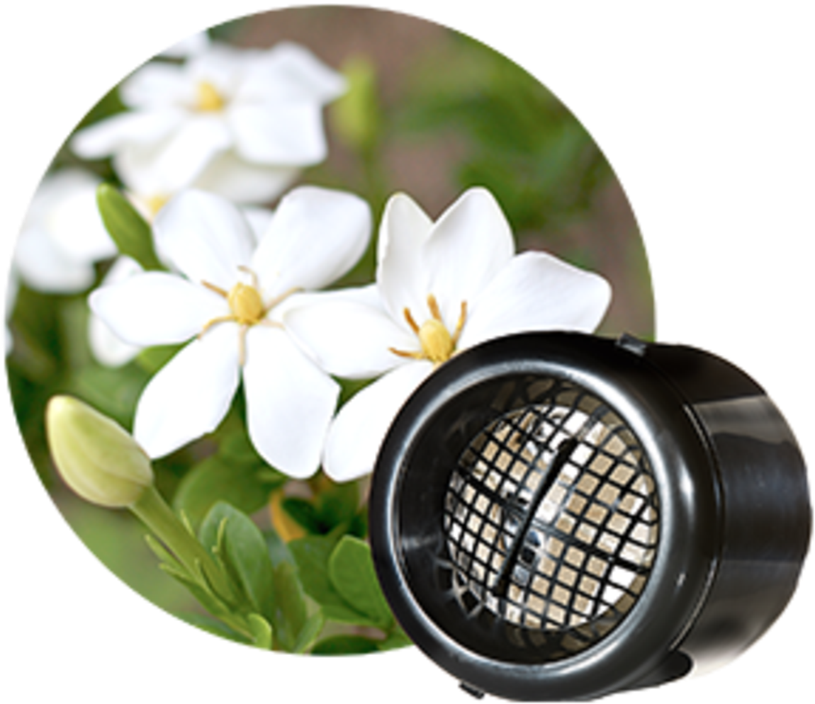 Gardenias - Gardenia (1200x1200), Png Download