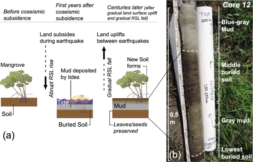 Schematic Depiction Of The Coseismic Subsidence Of - Rhizophora Mangle (850x544), Png Download