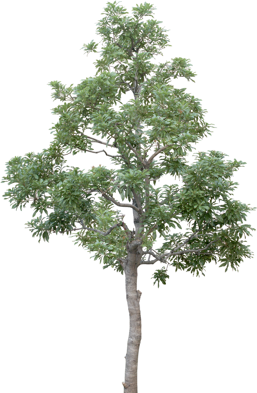 #tree #branches #leaves #palm Tree #autumn Tree #tree - Transparent Background Tree Png (1077x1600), Png Download