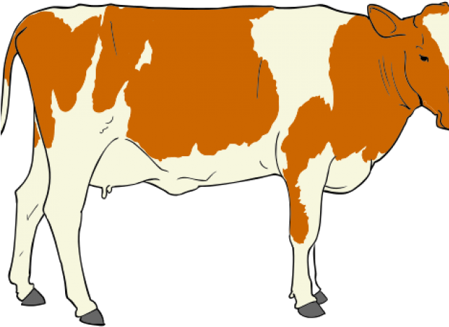 Cow Clipart (640x480), Png Download