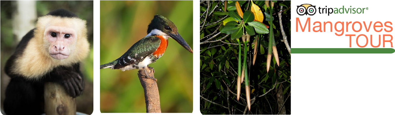 Mangle Rojo Rhizophora Mangle (1350x400), Png Download