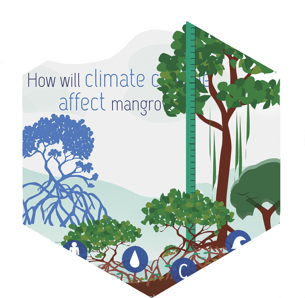 Mangroves - Tree (1000x1000), Png Download