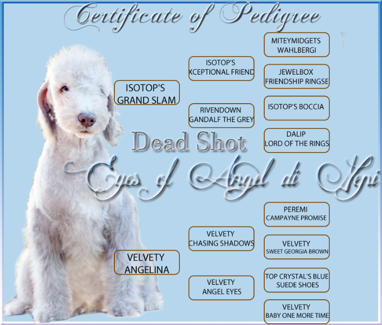 Available - Goldendoodle (788x671), Png Download