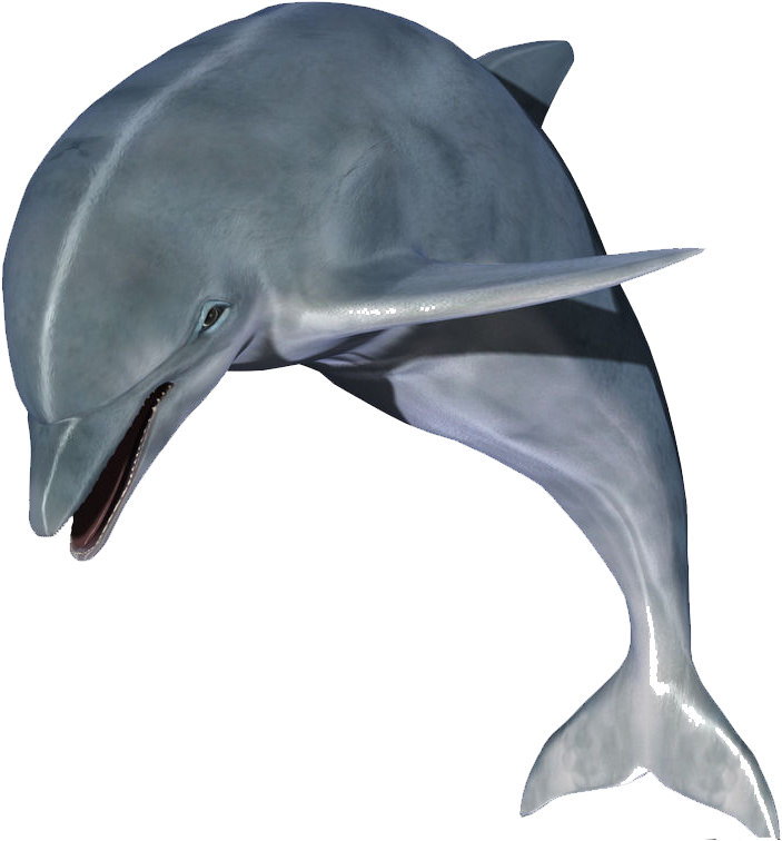 Jumping Dolphin Image - Dolphin Images Hd (800x800), Png Download