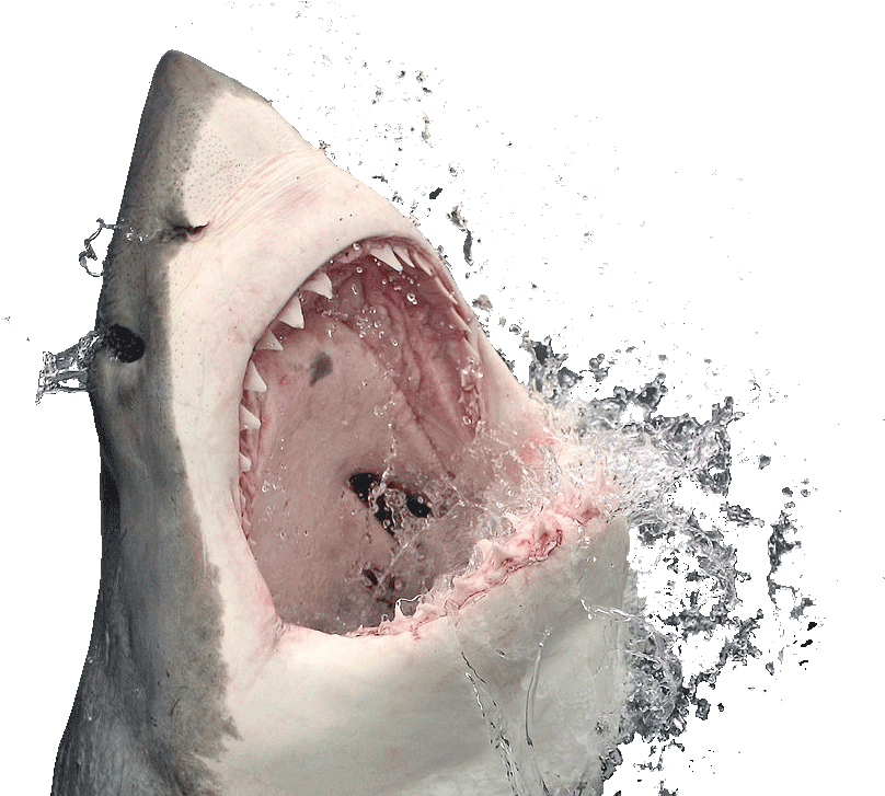 Shark Head Transparent Background (891x726), Png Download