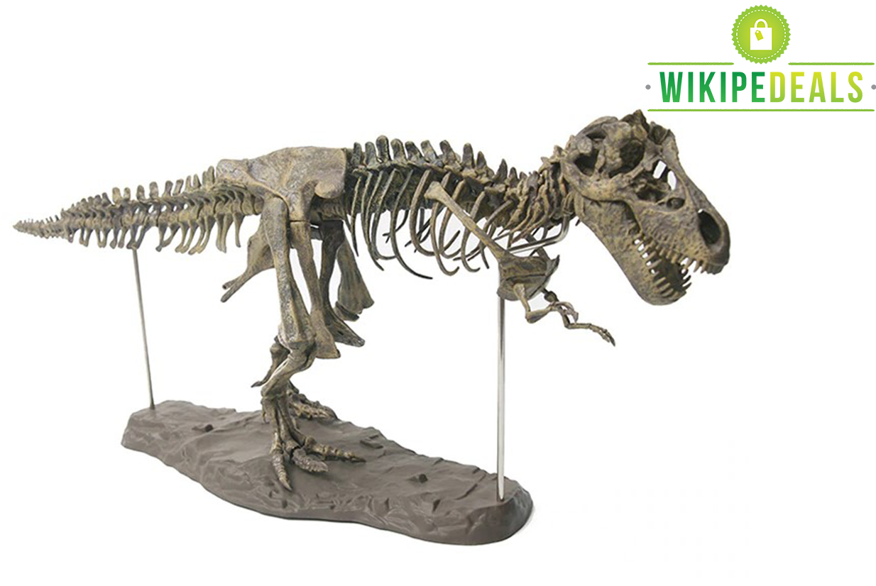 4d T-rex Fossil Model - T Rex Skeleton Diy (1460x860), Png Download