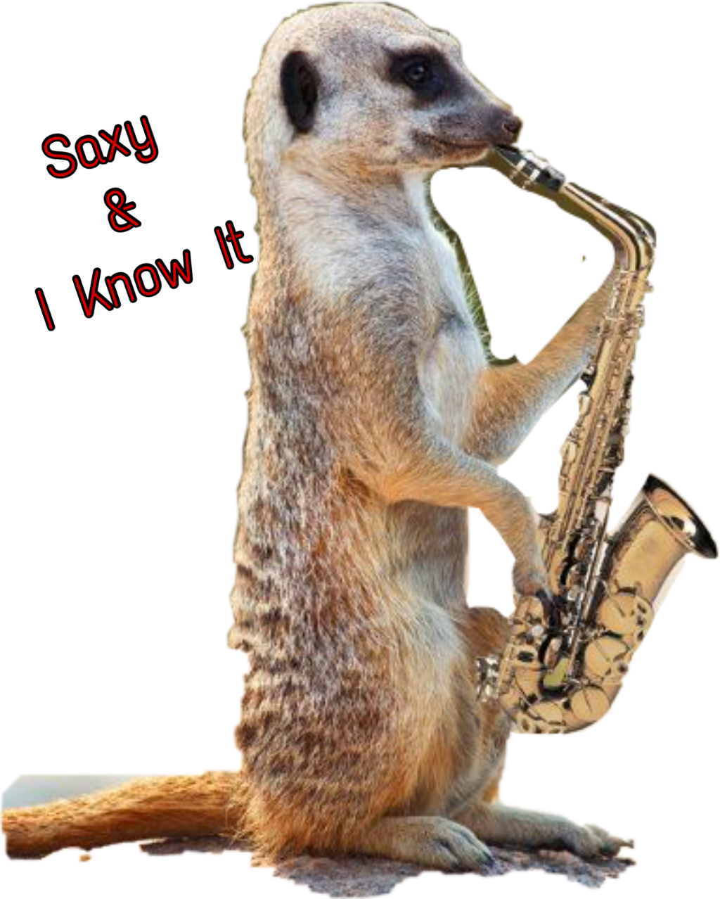 Report Abuse - Funny Meerkat (1024x1278), Png Download