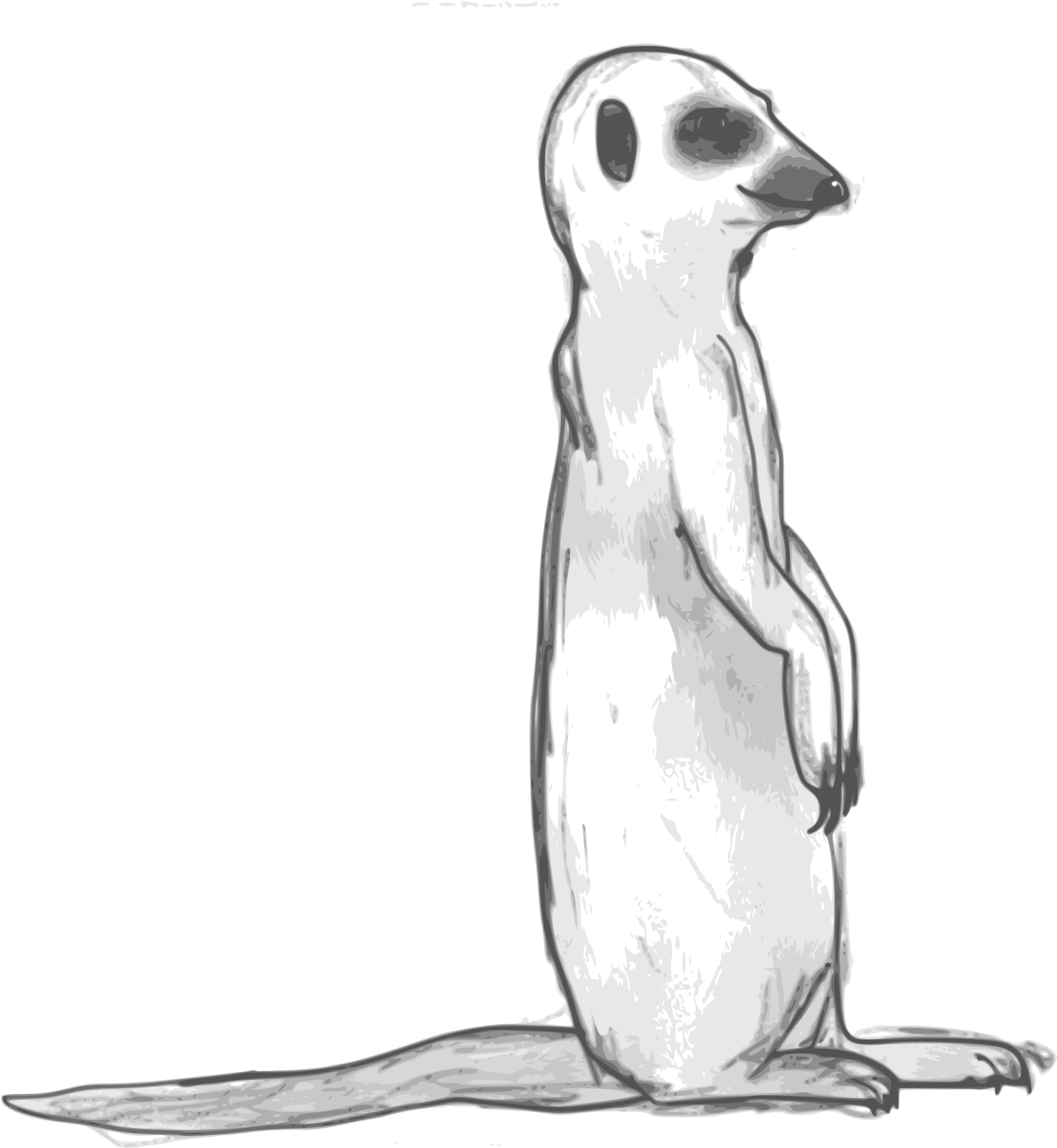 Meerkat Sketchy 1969px 444 - Black And White Meerkat (1969x2148), Png Download
