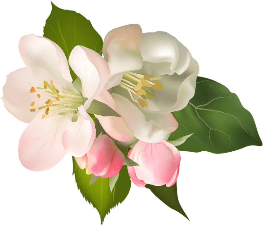 Blossom Spring Fower Png - Pear Blossom Flower (850x734), Png Download