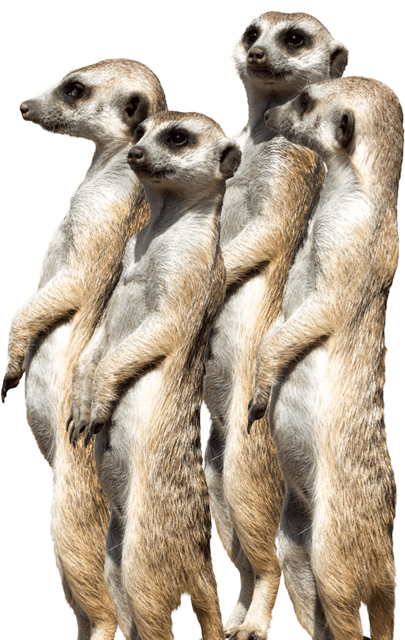 Meerkat (880x1404), Png Download