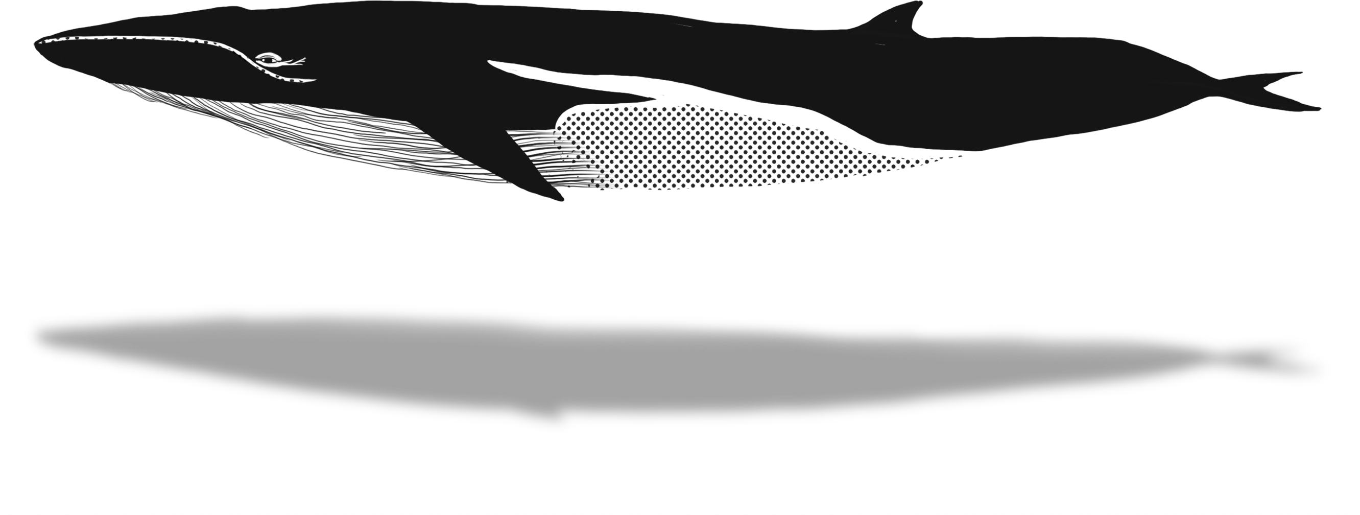 Whaletrips Homepage All About Watching Finbacks - Humpback Whale (2880x1800), Png Download