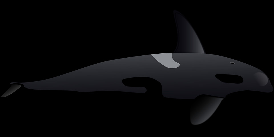 Whale Free Transparent Cutouts - Shark (960x480), Png Download
