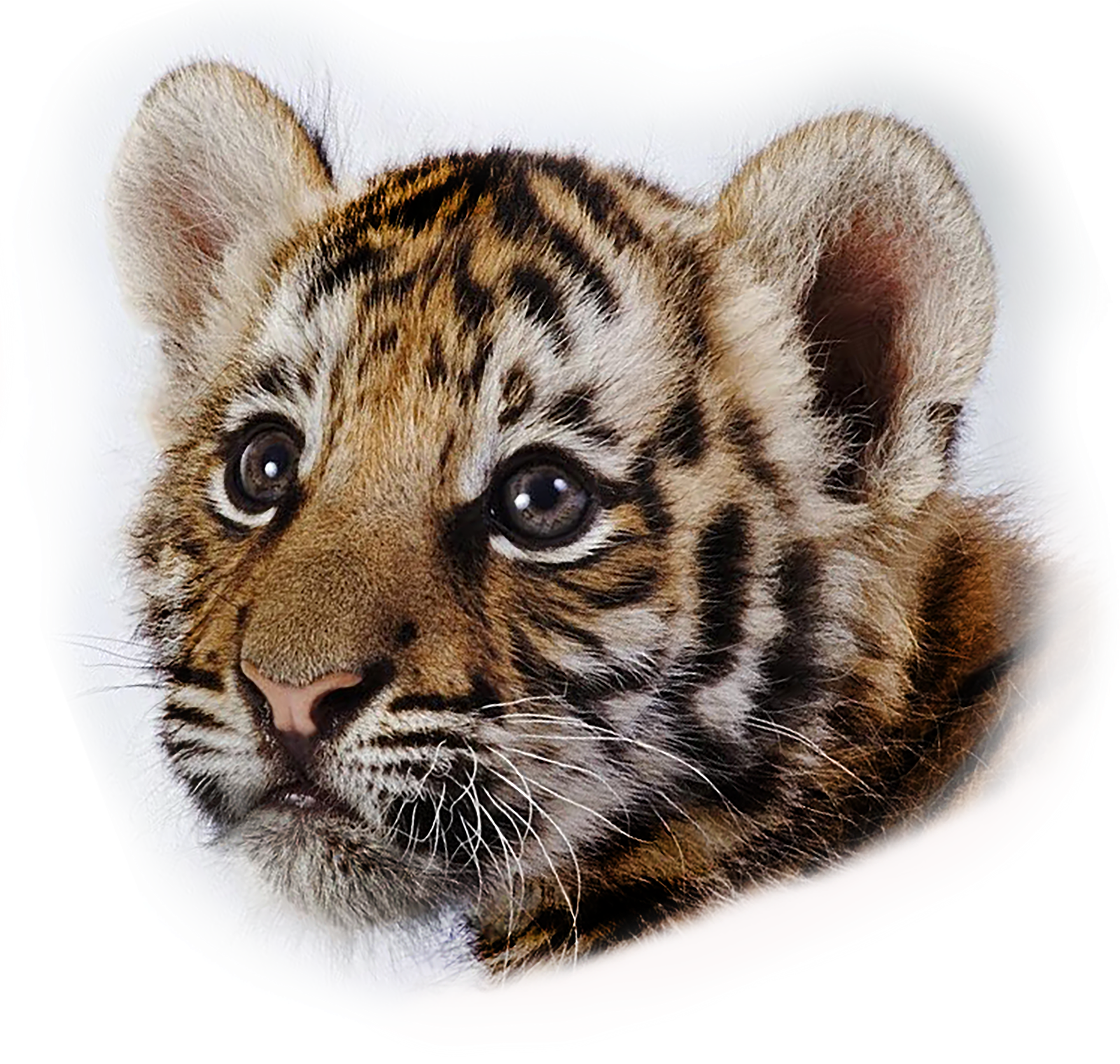 Blountstown Elementary School (4000x3802), Png Download