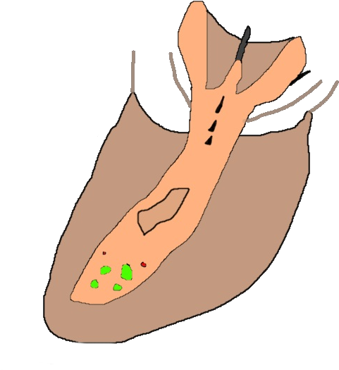 Pork Ray Conceptfauna - Illustration (800x600), Png Download