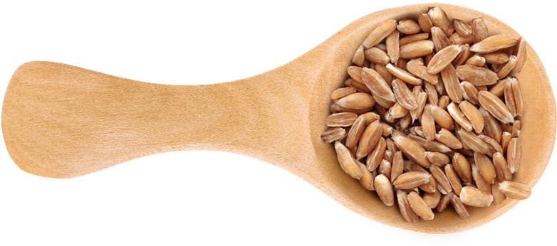Wheat Berries - Dinkel Wheat (900x393), Png Download