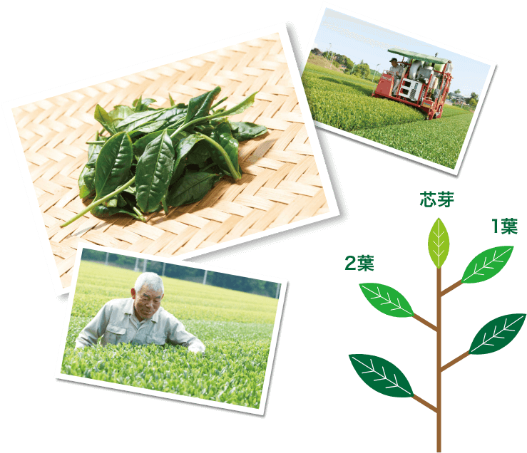 Grow Teasお茶を作る - Plantation (825x671), Png Download