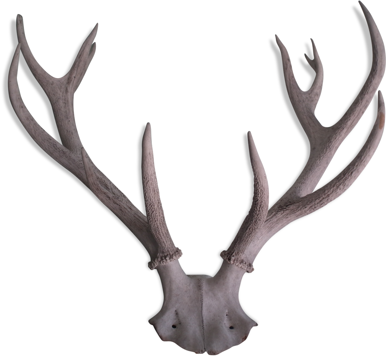 Reindeer (1457x1457), Png Download