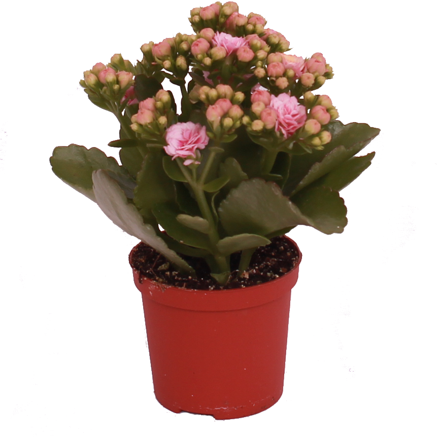 Don Alano - Flowerpot (861x912), Png Download