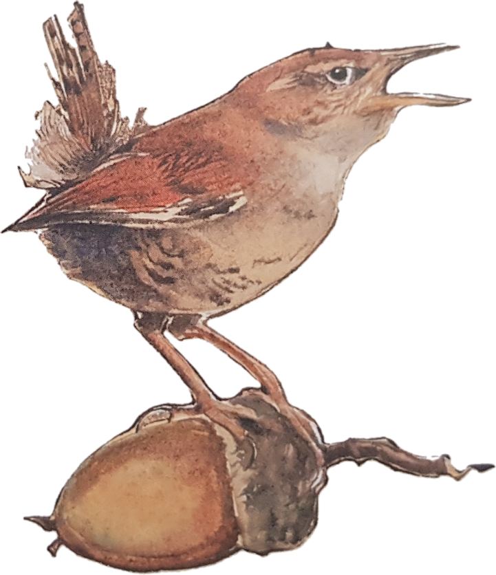Jackie Morris Explains How The Idea For This Book Came - Carolina Wren (721x836), Png Download