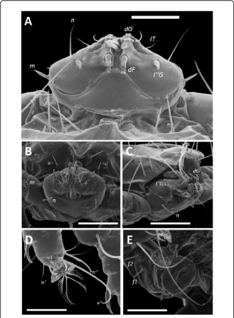 Different Views Of A Female Of Ophioptes Ekans N - Computed Tomography (769x1036), Png Download