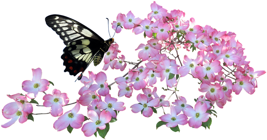 Butterfly, Dogwood, Flowers - Png Butterfly In A Flower (960x523), Png Download