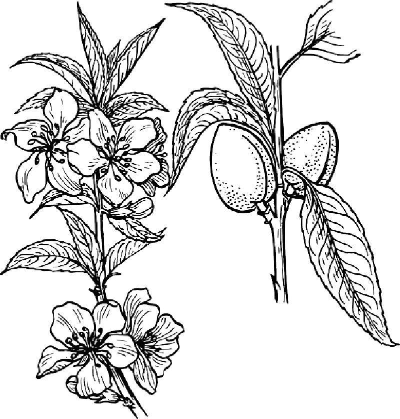 Collection Of Free Branches Flower Download On - Plant Clip Art (800x837), Png Download