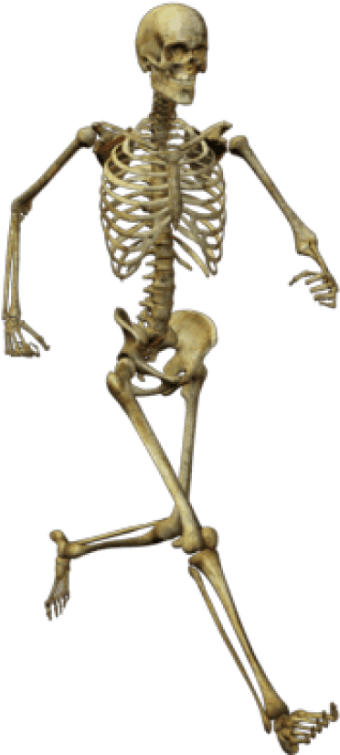 Download Running Skeleton Png Images Background - Human Skeleton Png (481x850), Png Download