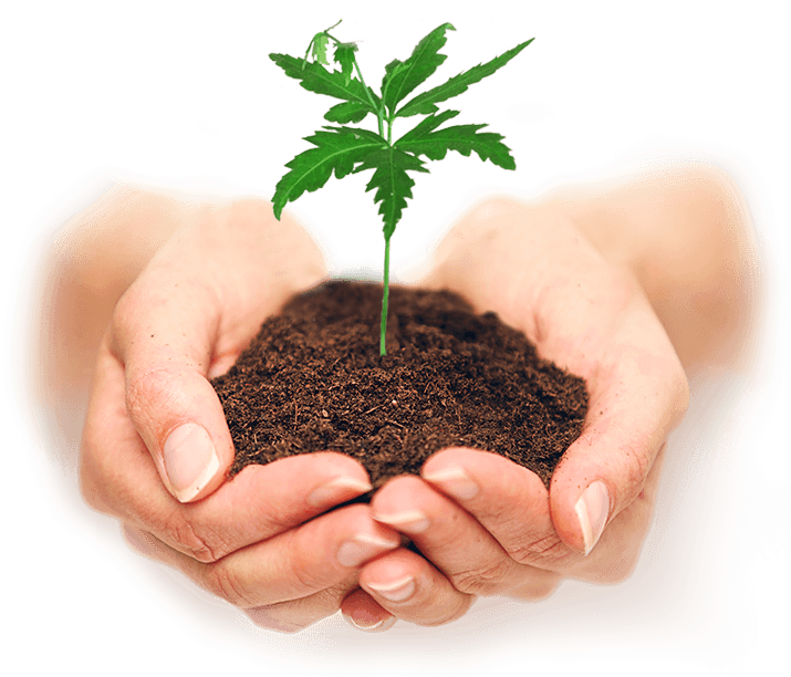 Conheça-nos - Plant In Hand (715x621), Png Download