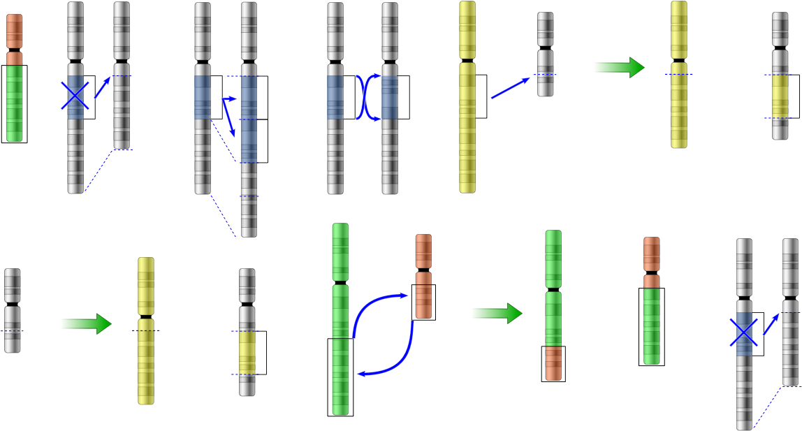 An Apollo Mutation Primer - Diagram (1210x776), Png Download