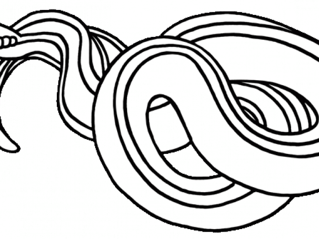 Snake Clipart Black And White Garter Snake Clipart - Line Art (640x480), Png Download