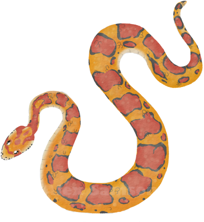 Corn Snake Png - Dibujo Serpiente Del Maiz (894x894), Png Download