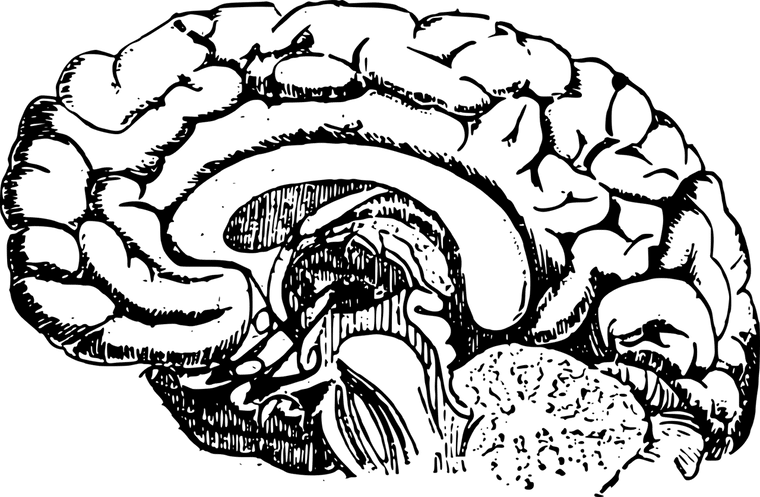Carbohydrates At Getdrawings Com Free For Personal - Brain Development Black And White (760x497), Png Download