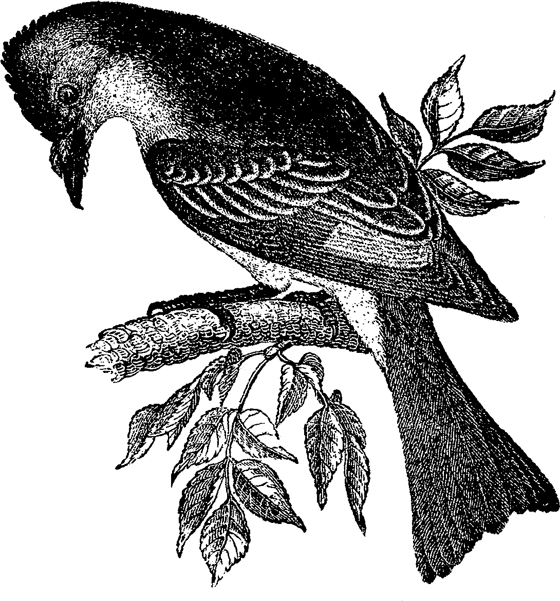 Digital Bird Downloads - Perching Bird (1200x1278), Png Download