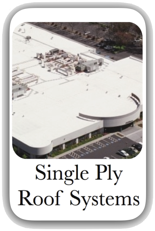 Single Ply Button New - We Didn T See Coming (528x793), Png Download