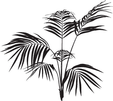 Black Palm Leaves Png (707x440), Png Download
