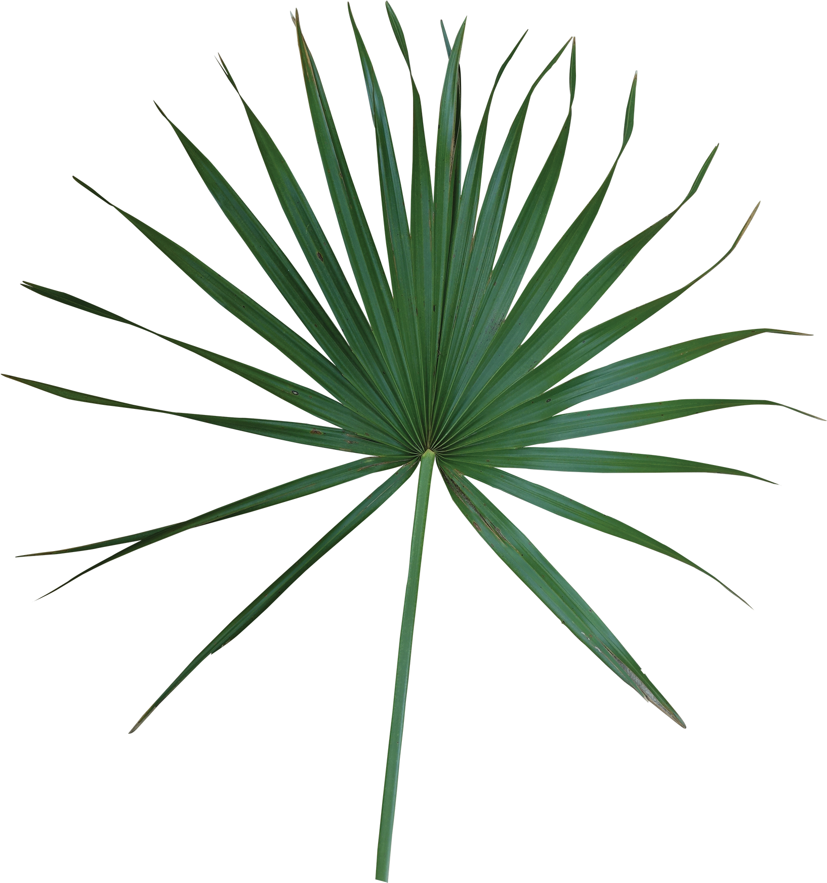 Download Simple Saw Palmetto Extract Full Size Png Image Pngkit